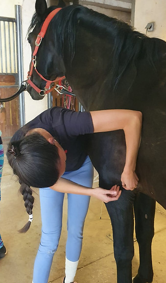 Pratiques de la Formation Acupuncture pour les Animaux du Pôle de Thérapeutes.