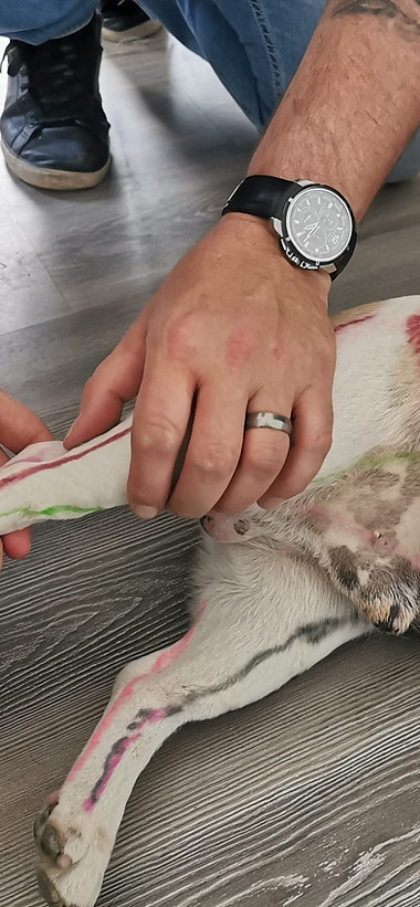 Pratiques de la Formation Acupuncture pour Animaux du Pôle de Térapeutes.