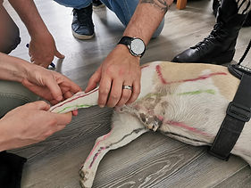 Pratiques de la Formation Acupuncture sur les Animaux du Pôle de Thérapeutes à Paris.