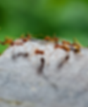 ants