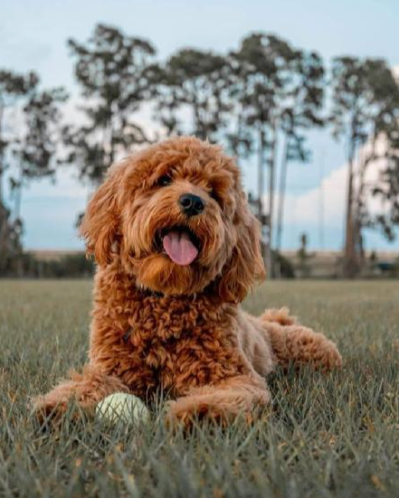golden doodle in the park