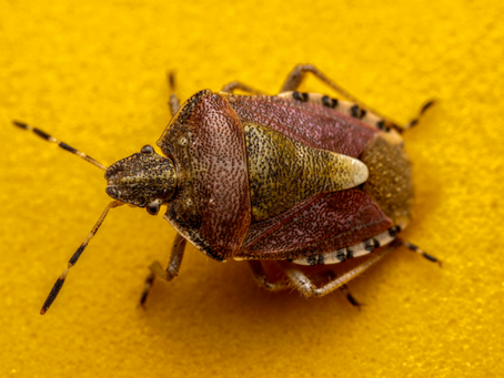Identifying Common Household Bugs in Lawton Oklahoma: A Visual and Diagnostic Identification Guide
