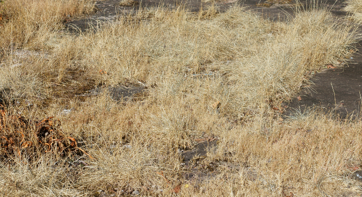 Why Your Lawn Turns Brown in Winter: Winter Lawncare Tips for North