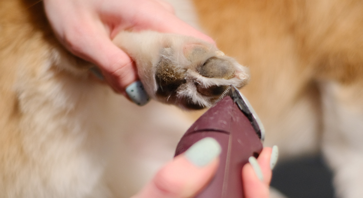 paw maintenance