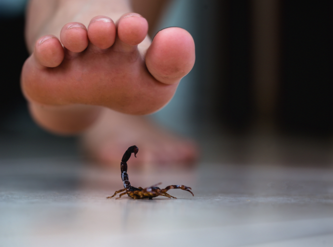 Scorpion Safety