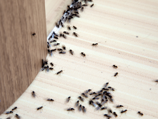 Spring Pest Prevention: Essential Steps to Keep Your Home Bug-Free