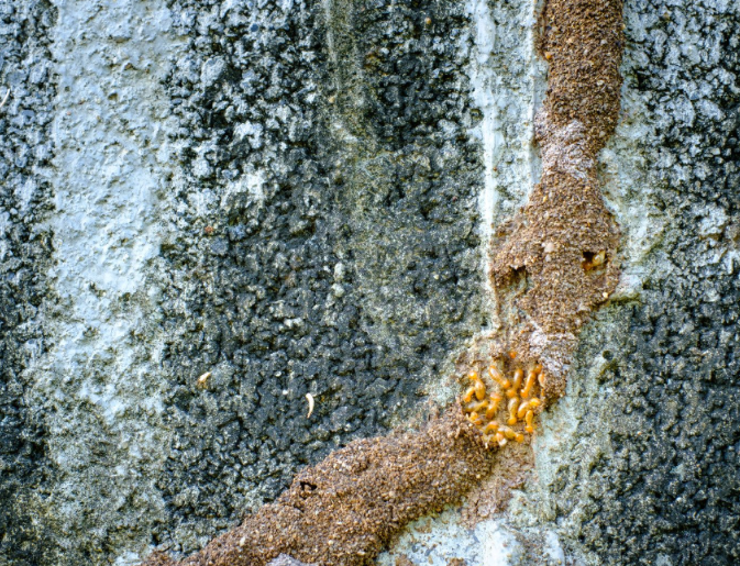 Termite Swarmers vs. Flying Ants: How to Tell the Difference