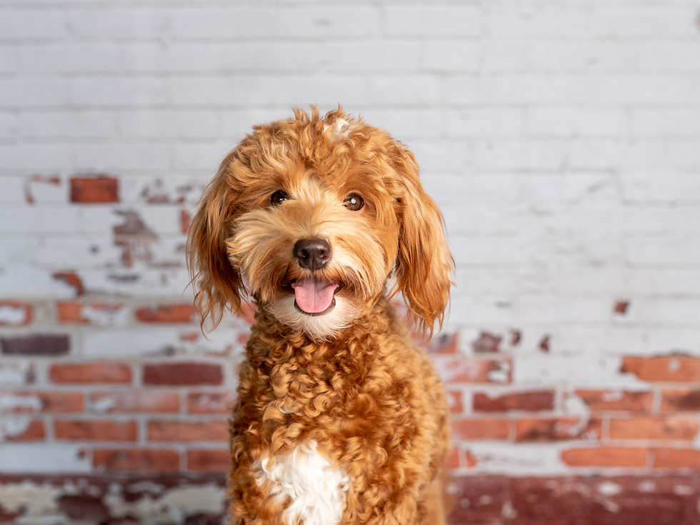 mini goldendoodle