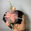 Miniatura: Pente rosa salmão