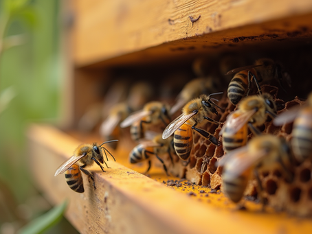 Join MCBA: Your Local Beekeeping Community Awaits