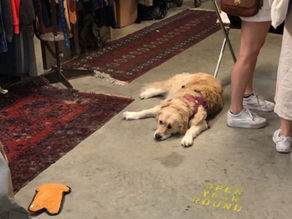 No Pets Allowed – Is This Really a Society of Coexistence?