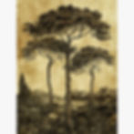 Pins d'Avignon - Artysse - Papier froissé