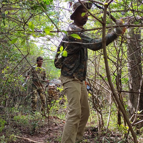 Line transect is another important method of estimating prey populations and consequently gauging the health of a habitat.
