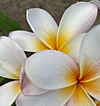 Dr Rae Sandler Simon, denver marriage & family therapy, hawaii mental health