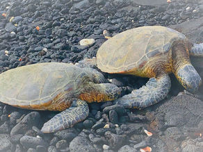 Two Turtles 