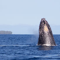 2022_07_27_Megaptera_novaengliae_mother_calf_VWyss-19.jpg