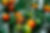 Food Header 1.jpg