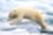 Canada’s Shrinking Polar Bear Population