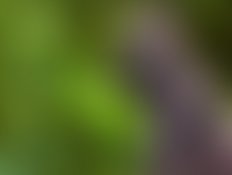 Rwandan Woman Inspires Children to Protect the Future of Endangered Gorillas