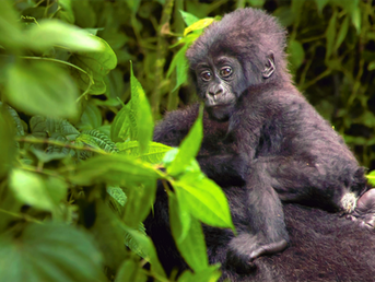 Rwandan Woman Inspires Children to Protect the Future of Endangered Gorillas