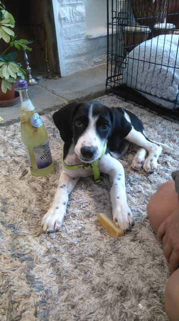 Puppy training Worthing -cookie