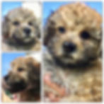 Nikita/Cleo (DaisyMae & Cuss)