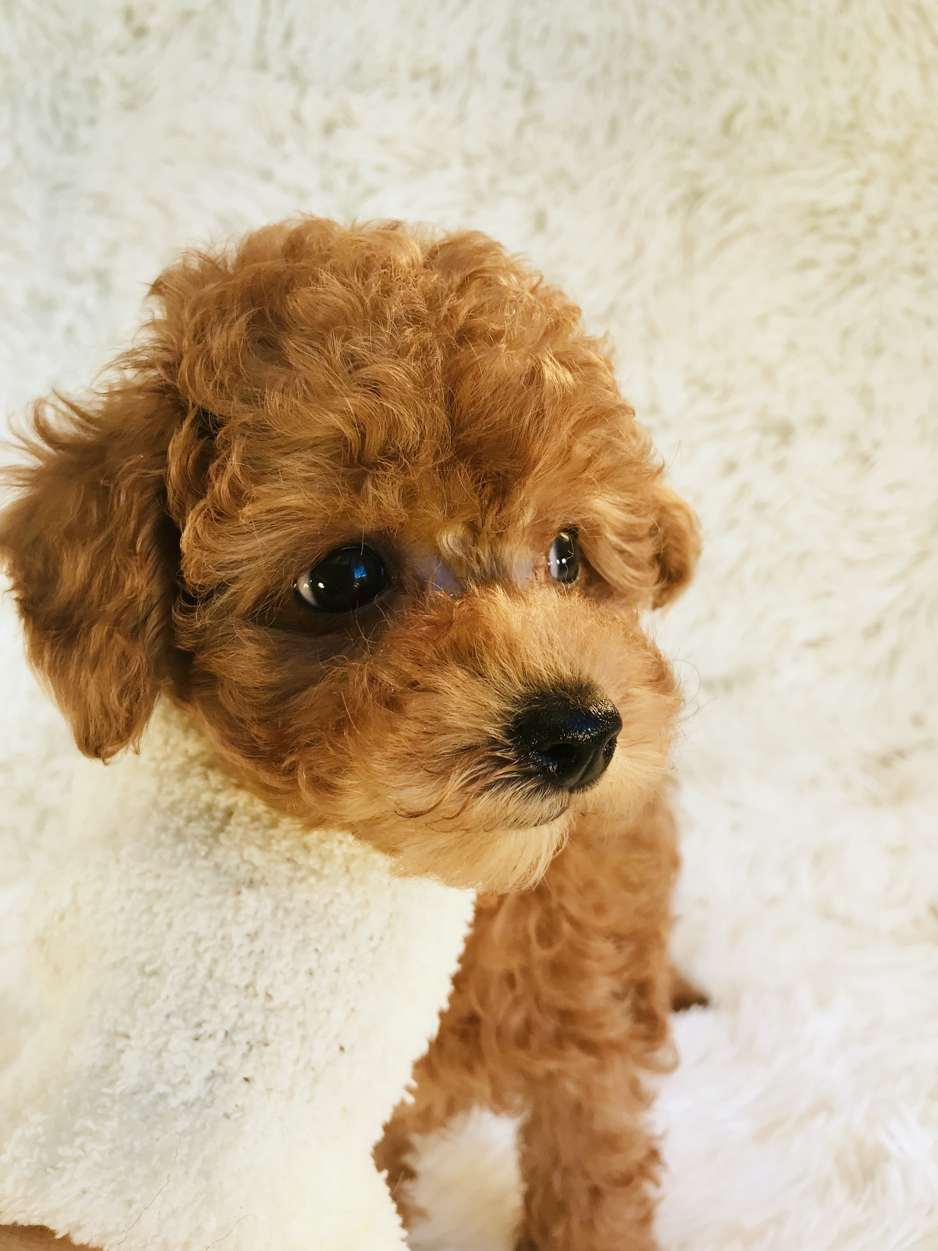 AKC Toy Poodles Michigan Luv My Toy Poodles