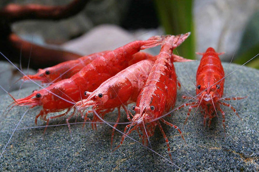 RED CHERRY SHRIMPS 1.5cm
