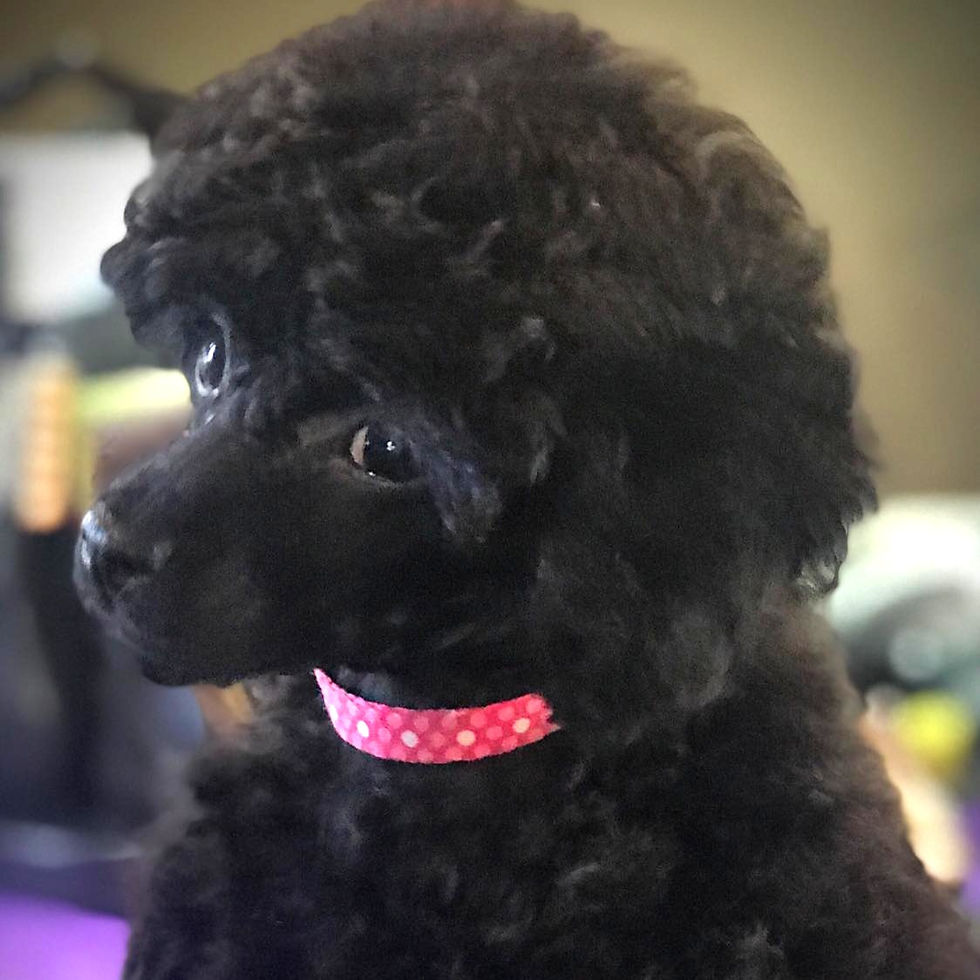 Toy Poodle BellaMae