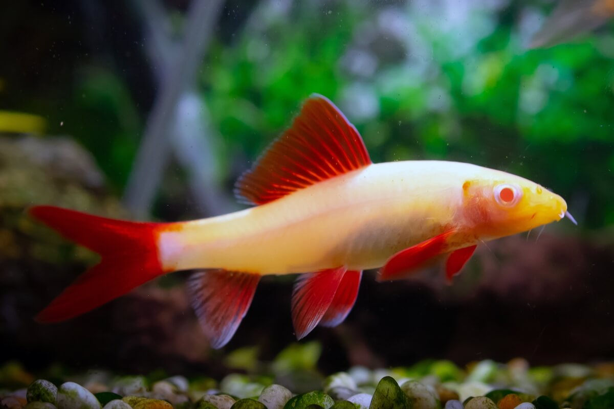 Albino Rainbow Shark Fish 6 cm