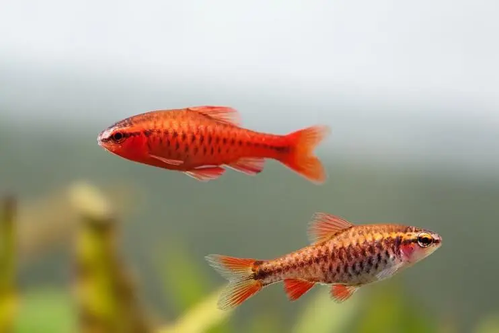 Clipper Fish Aquarium Fish | Aquatic Plants, Co2 Equipments, Filters, Fish Food ...