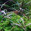 縮圖：Hygrophila pinnatifida 