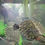 Thumbnail: WATER TURTLE SMALL