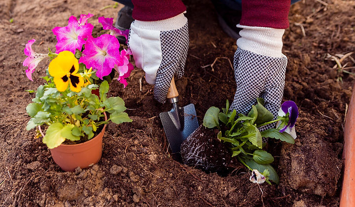 Planting Perennials & Annuals