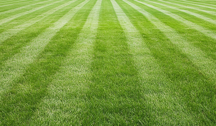 Turf Health Care