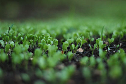 Germination.jpeg