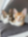 LOUIS & ROCKY| Rescue Cat for Adoption  |  Itty  Bitty  Kitty  Tails