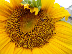 Golden Ratio