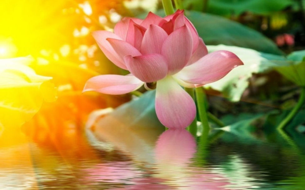 Bloom to Shine