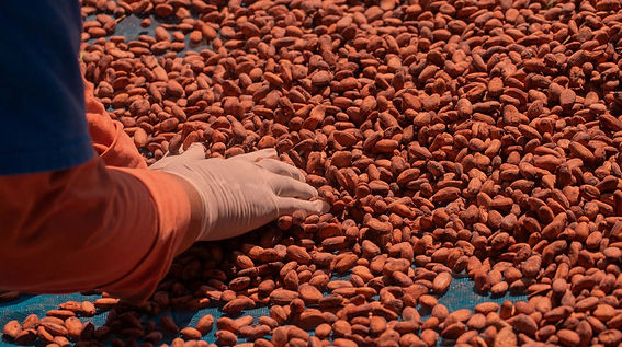 Special-cacaco-Gaia-cacao.jpg