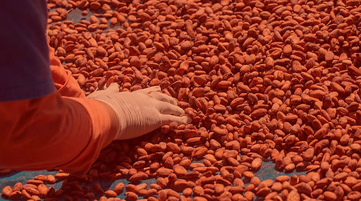 Special-cacaco-Gaia-cacao_edited.jpg