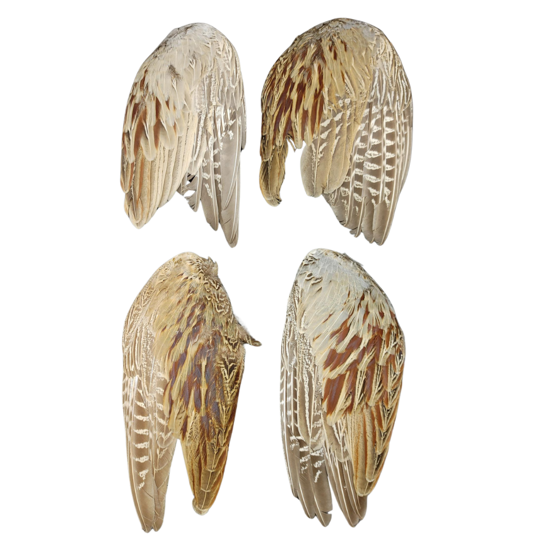 Ringneck Pheasant Wings - #2 Quality