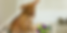 Untitled design (1).png