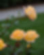 IMAGE_ROSE.jpg