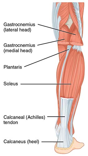 Anatomy of the plantaris muscle: It runs from lateral posterior aspect of the knee and the tendon then crosses over the calf and can either insert into the Achilles tendon or just run close to the Achilles tendon and attach into the medial heel bone.