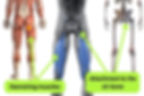 Anatomy picture of the hamstrings and where their proximal tendons attach to the sit-bones.