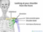 The shoulder joint is made up of 3 bones.