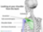 Looking at the shoulder joint from behind.