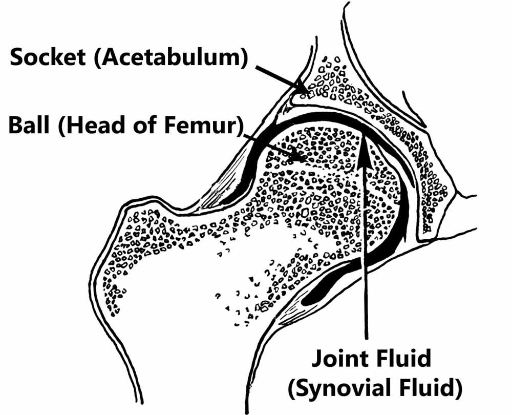 3 Tips for Runners with Hip Osteoarthritis Sports Injury Physio