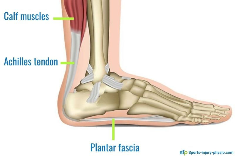 Anatomy of the Achilles tendon and plantar fascia